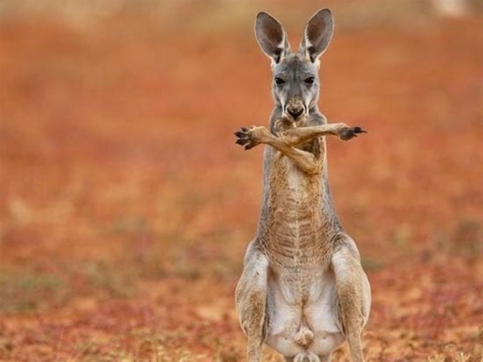 Australia preliminary July 2025 manufacturing PMI 51.6 (prior 50.6) | investingLive
