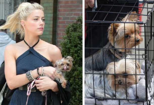 dog in cage