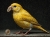 Bitcoin canary