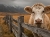 GDT dairy cow