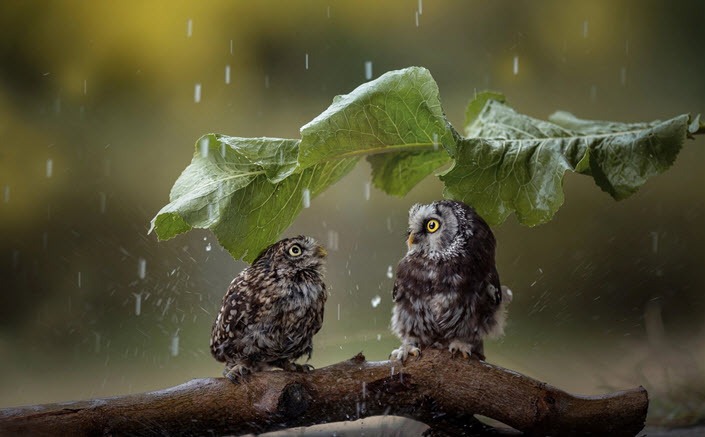 Shelter