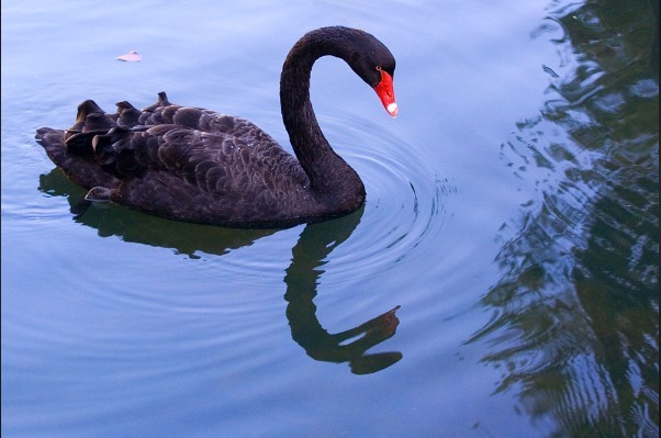 black swan 2