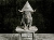 bull dunce cap