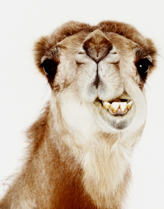 camel hump day