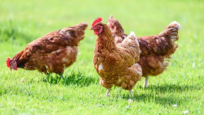 chicken bird flu 17 February 2025 2