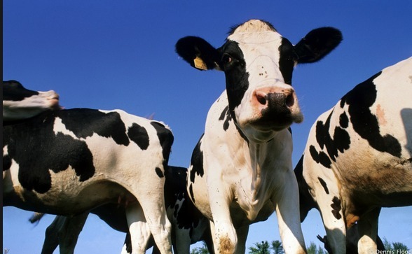 cows