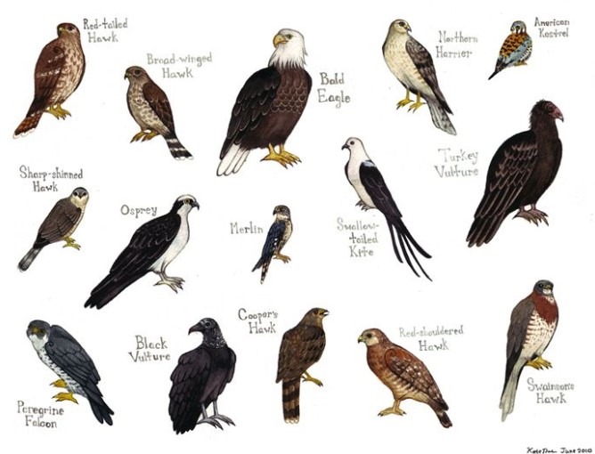 hawks 08 February 2023