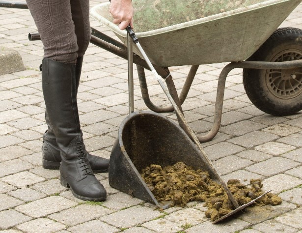 horse manure 10 May 2023