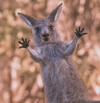 kangaroo Australia