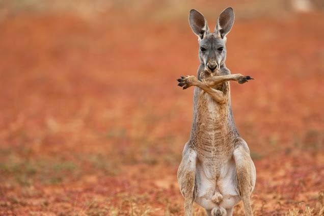 kangaroo Australia