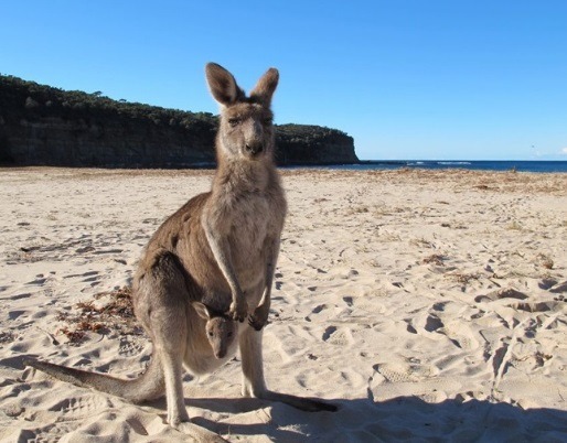Australia kangaroo