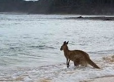 kangaroo