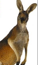 kangaroo