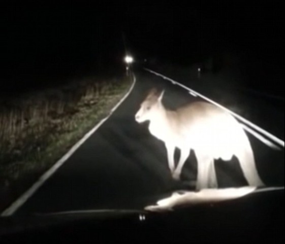 kangaroo