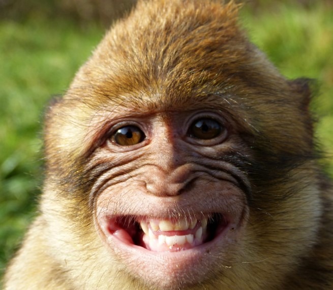 macaque smile