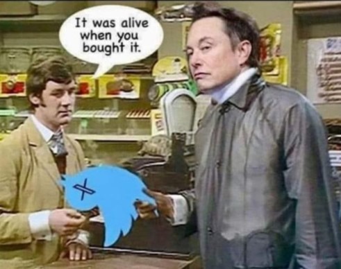 musk twiitter dead parrot 11 October 2024 2