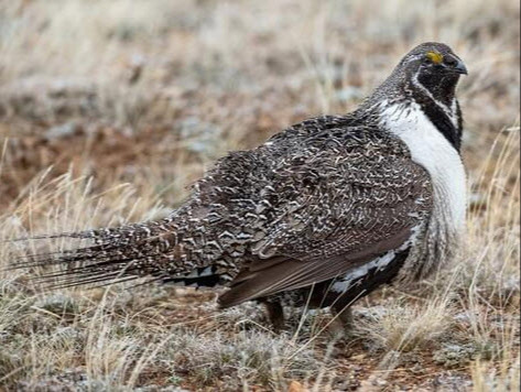 sage grouse