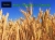 Wheat futures price forecast